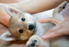 【朗報】かわいい動物の動画がストレス・不安の軽減になる可能性。英大学の研究で実証