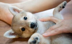 【朗報】かわいい動物の動画がストレス・不安の軽減になる可能性。英大学の研究で実証