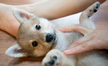 【朗報】かわいい動物の動画がストレス・不安の軽減になる可能性。英大学の研究で実証