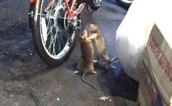 【チュウが如く】歌舞伎町で取っ組み合いのケンカをするネズミが激写される！