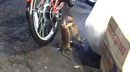 【チュウが如く】歌舞伎町で取っ組み合いのケンカをするネズミが激写される！
