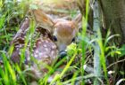 【ひゃー】鹿の赤ちゃんが寝てる様子の写真4枚、かわいさしかない！
