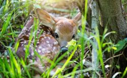 【ひゃー】鹿の赤ちゃんが寝てる様子の写真4枚、かわいさしかない！