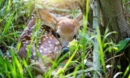 【ひゃー】鹿の赤ちゃんが寝てる様子の写真4枚、かわいさしかない！